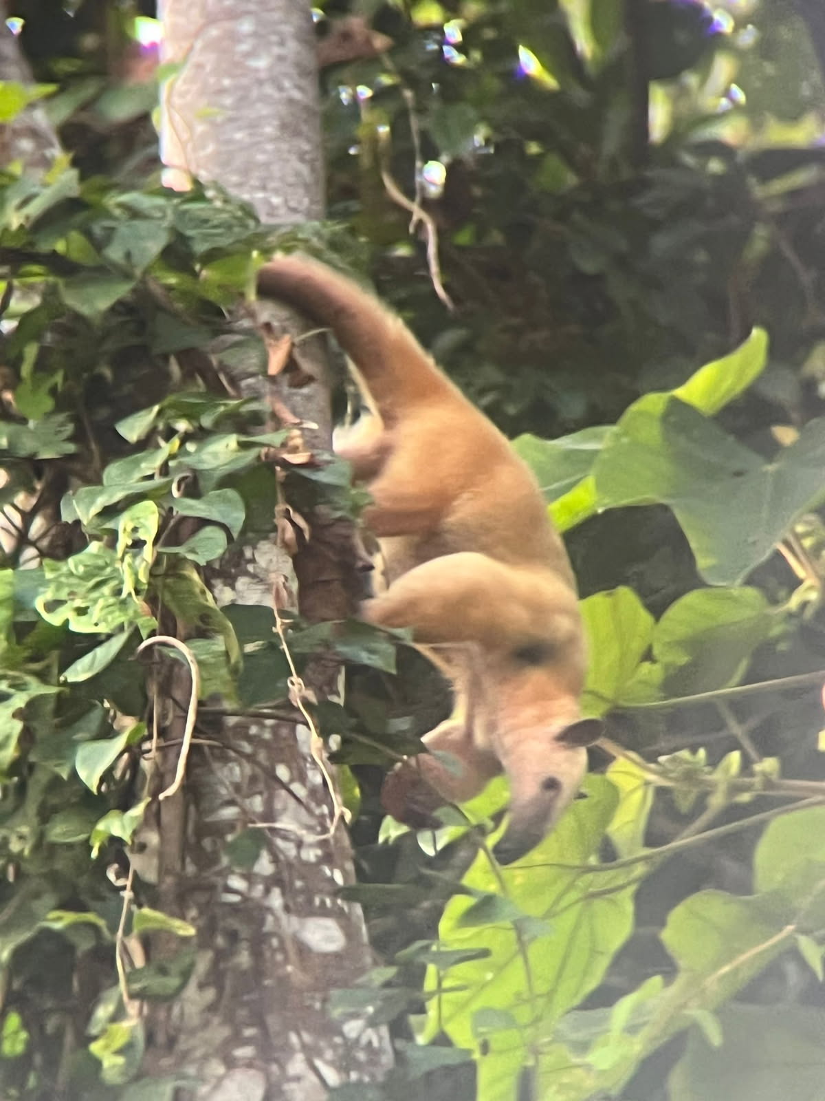 Southern Tamandua